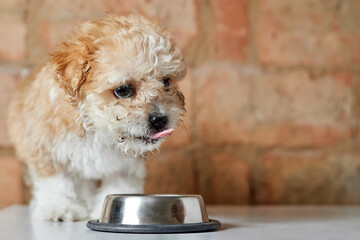 Maltipoo puppy eats from a metal bowl on a brick wall background. Close-up, selective focus