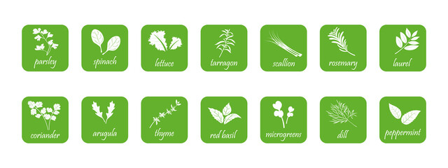 Green square icons of spices for salads. Set of spicy vegetables stickers.