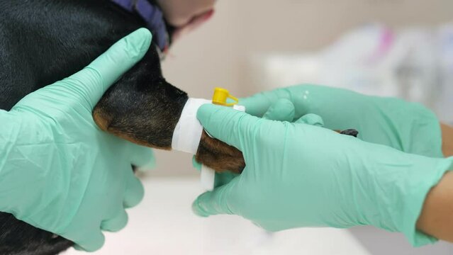 Two veterinarians of the girl prepare the dog for surgery in a veterinary clinic.The dog is anesthetized on the operating table.Veterinarians performing surgery on a dog