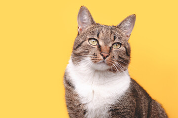 Portrait of gray tabby cat looking away in front of yellow background. Selective focus.
