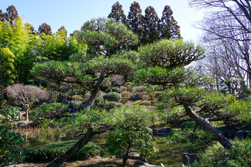 Fototapeta premium 日本庭園の彩翔亭 航空記念公園（埼玉県所沢市）