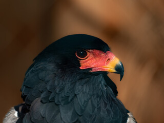 Adler