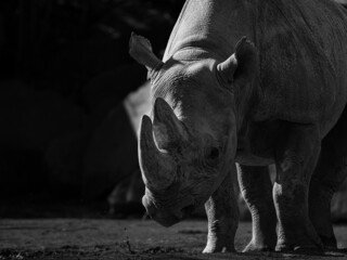 Nashorn