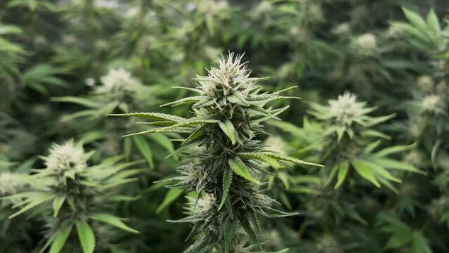 Marijuana plant in tent with other plants in background, part orbit shot