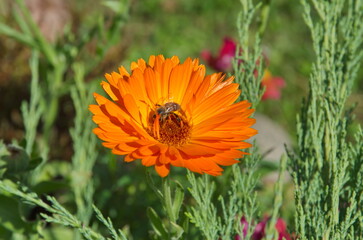 Bee on a blooming calendula close-up