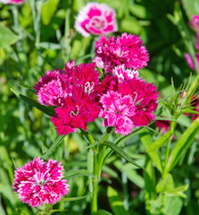 Obraz premium Chinese carnations (Lat. Dianthus chinensis) bloom in the summer garden