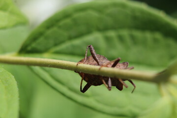 the bug hid behind a branch of grass and crawls on it
