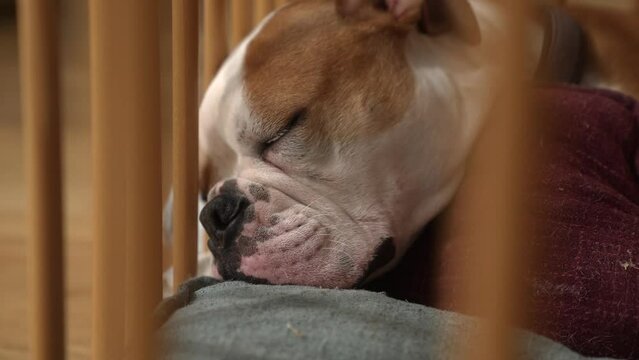 Continental bulldog sleeping in crib, dreaming, muscles twitching, closeup