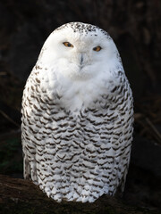 Schneeeule