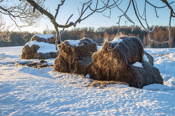 A cold spring morning, a frozen haystack in a field.
