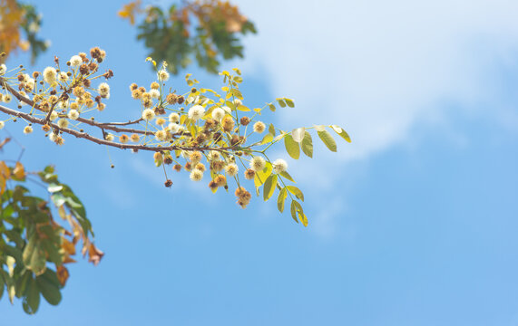 The flowers of Xylia xylocarpa are blooming on the tree. on the blue sky background In the beginning of summer in Thailand.