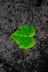 green leaf on black background
