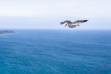 Fototapeta na wymiar Roman seagull in flight on the sea. a bird's eye view
