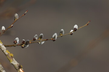 Spring. Willow branch with white fluffy buds