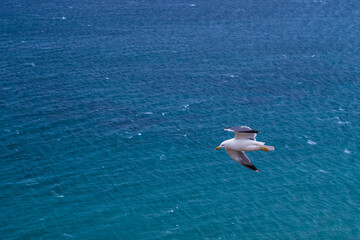 Roman seagull in flight on the sea. a bird's eye view