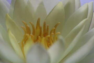 Water lily bud on a light table