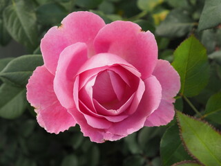 Pink rose