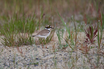 Flussregenpfeifer (Charadrius dubius) in der Oberlausitz	