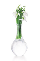 Galanthus nivalis, spring flowers snowdrop isolated on white background. 