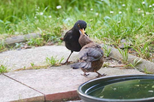 Amselm&auml;nnchen f&uuml;ttert sein Junges	