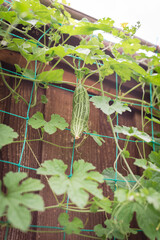 Lookup view Chinese Bitter Melon fruit and blossom flowers on vine climbing trellis netting tall garden fence ready to harvest at backyard farm near Dallas, Texas, USA
