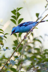 Turquoise bird from Brazil. A male of Blue Dacnis also know as Sai-azul perched on the branches of a tree. Species  Dacnis cayana. Animal world. Birdwatching.  Birding.