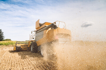 Agriculture. Yellow harvester, combain machine, is harvesting a ripe wheat in the field