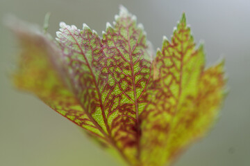 close up of a leaf with red veins 