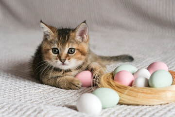 Naklejka na ściany i meble Cute kitten of the Scottish straight breed playing with Easter eggs