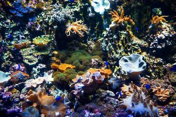 small fish swim among corals and metridiums and algae