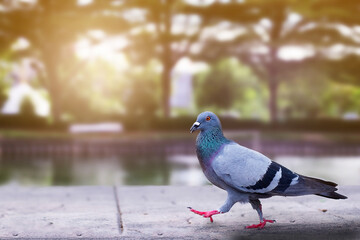 The Columba livia is birds live in anywhere this picture in the Thailand temple that it looking for someone for feeds add the bridge. so is that sunshine from parks.