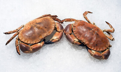 crab isolated on ice