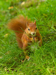 Naklejka na ściany i meble Red Squirrel Feeding in the Grass