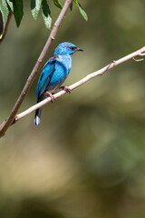 Turquoise bird from Brazil. A male of Blue Dacnis also know as Sai-azul perched on the branches of...