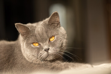 Portrait of lying gray cat with orange eyes close-up. British blue Shorthair cat. Selective focus. High quality photo