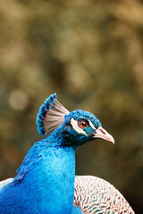 Naklejka premium Close up detail of a peacock in an urban park
