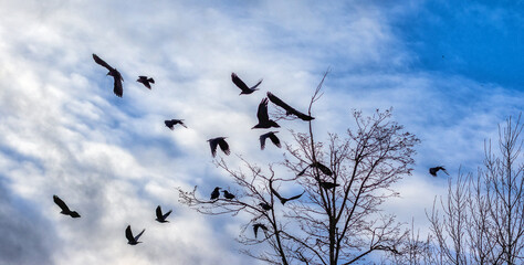black crows fly out of the tree against the backdrop of the sky