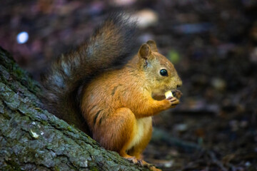 Squirrel eating nut