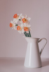 Beautiful bouquet of fresh white and orange daffodil flowers in full bloom in vase against white background. Copy space for text. Still life with bunch of narcissuses.