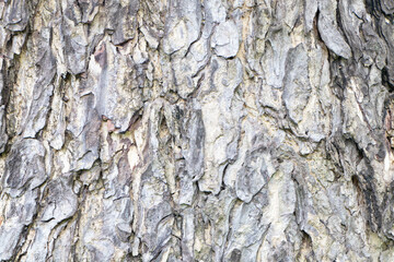 Close-up photo brown and white tree bark arranged in lines it beautiful. Can be used as wallpaper or background. which is a natural wood pattern created. Can be used as a background pattern.	