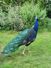Obraz premium peacock in the garden 