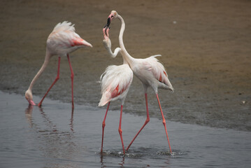 Pink flamingo bird stands in the water. Exotic animal in the wild in the sea.