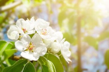 apple tree branch with blossom flowers with copy space