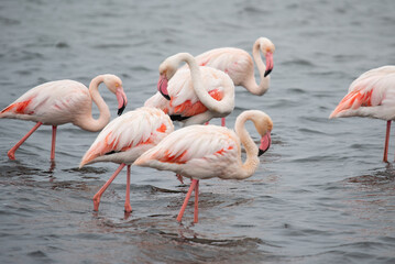Pink flamingo bird stands in the water. Exotic animal in the wild in the sea.