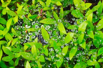 ツツジの葉と蜘蛛の巣の雫