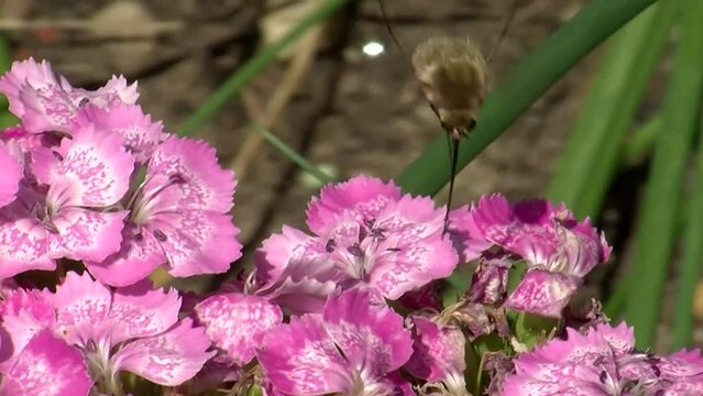 Ein Wollschweber saugt auf pinken Nelken Nektar (Makro)