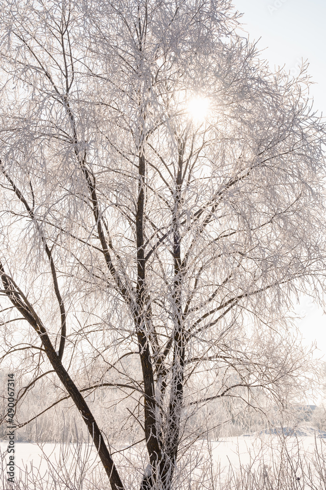 Poster trees after freezing rain