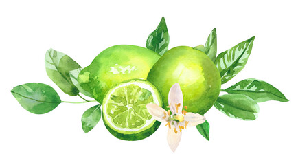 Watercolor hand painted citrus lime fruits, flowers and branches. Watercolor hand drawn illustration isolated on white background, aromatherapy, essential oils