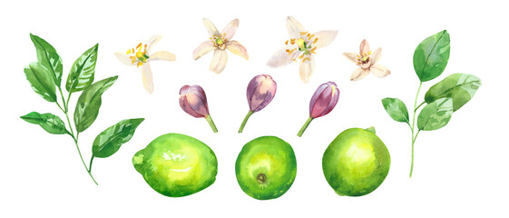 Watercolor hand painted citrus lime fruits, flowers and branches. Watercolor hand drawn illustration isolated on white background, aromatherapy, essential oils