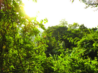 Fototapeta premium green leaves in the forest